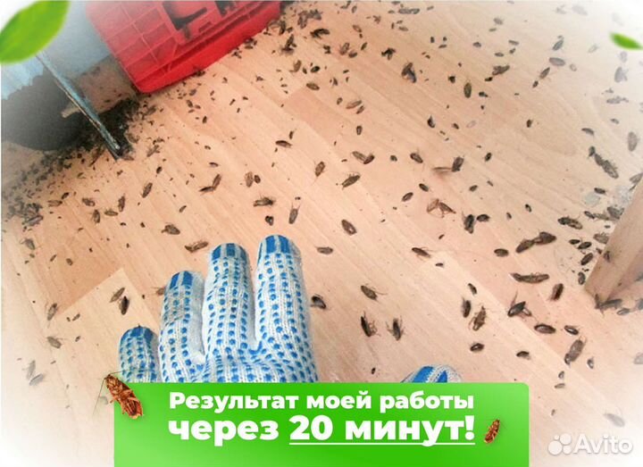 Уничтожение клопов, травить тараканов. Дезинфекция