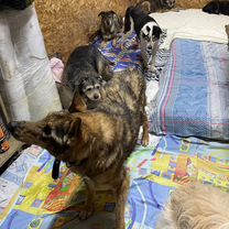 Взрослый пёс в добрые руки