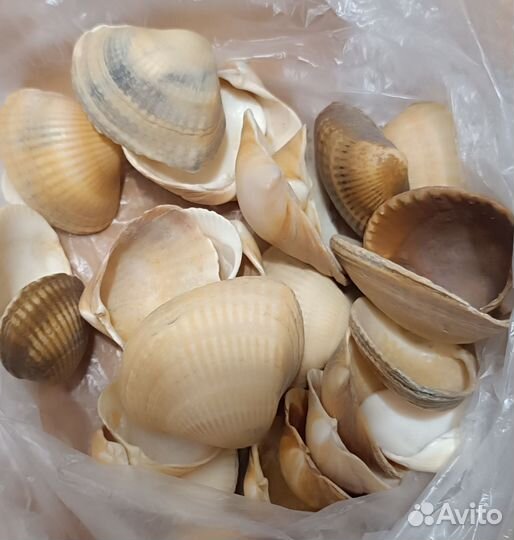 Морские ракушки раковины