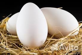 Инкубационное гусиное яйцо