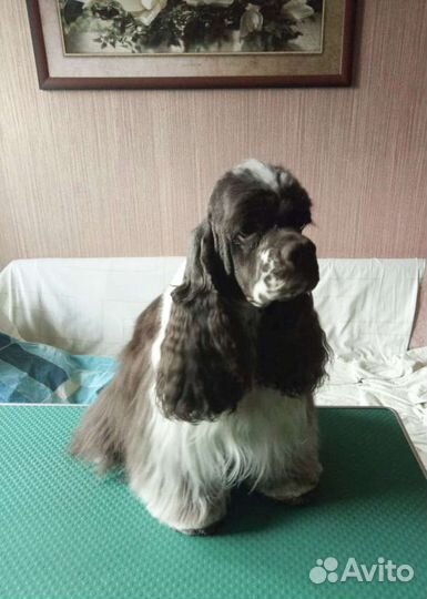 Стрижка американских и английских кокер спаниелей