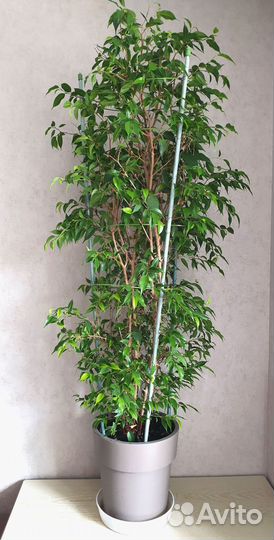 Фикус бенджамина