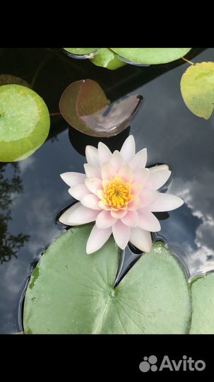 Лилия водная, Нимфея