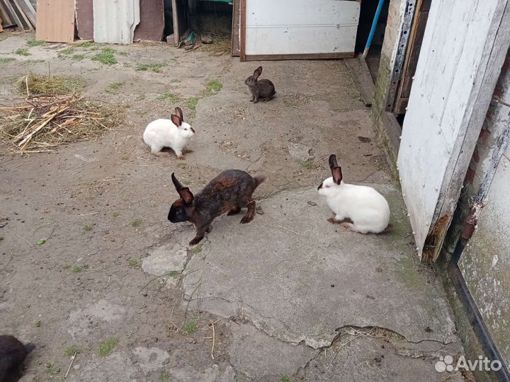 Продаются кролики