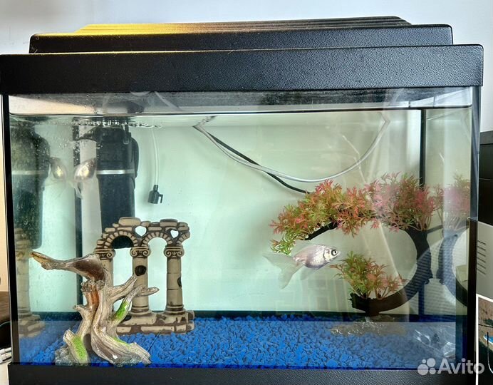 Аквариум 30 литров с рыбами