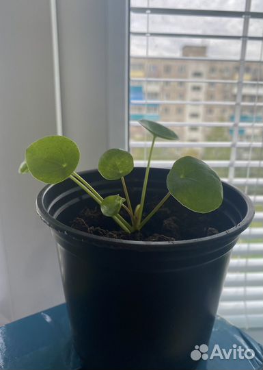 Пилея пеперомиевидная