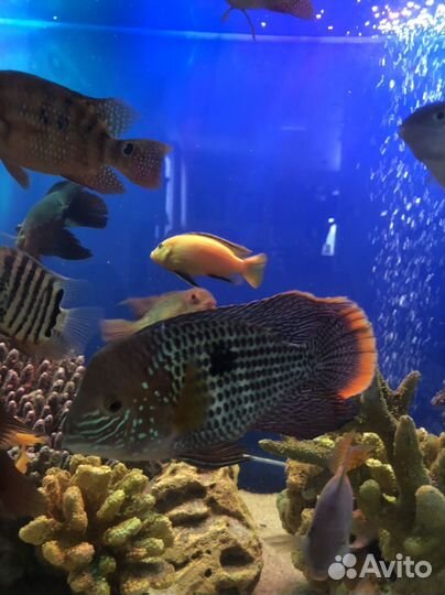 Акара бирюзовая