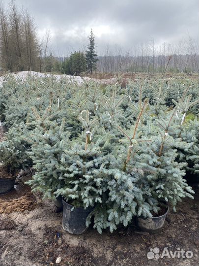 Ель голубая блю даймонд