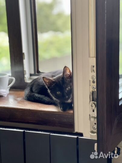 Котята в дар. Окрас черный дым