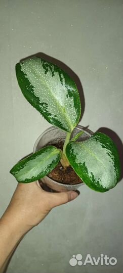 Монстера Альба Калатея Миракл, Вайт фьюженАглоанем