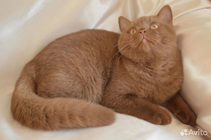 Британские кошки