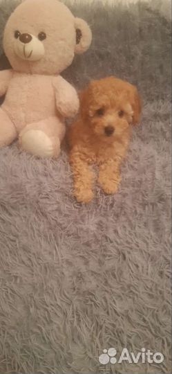 Щенки карликового пуделя