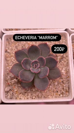 Суккуленты