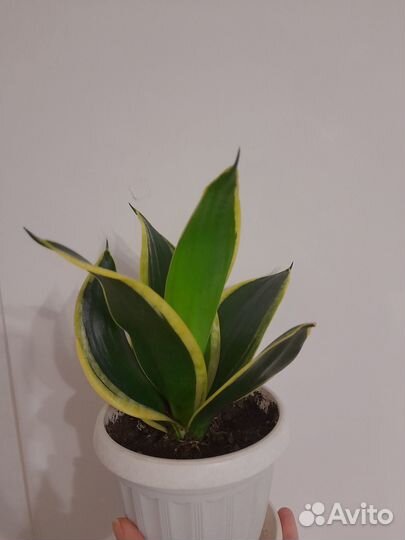 Сансевиерия лауренти компакта, ханни крео