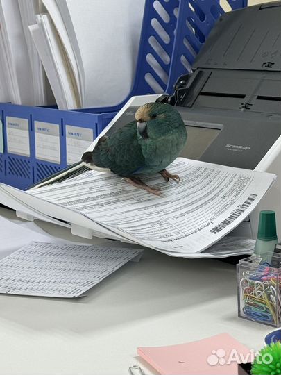 Попугай какарик