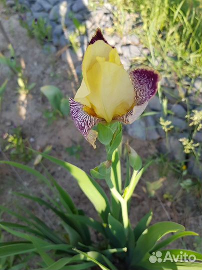 Цветы Ирисы