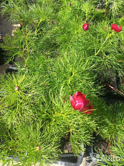 Пион степной