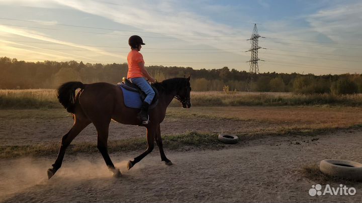 Аренда лошади