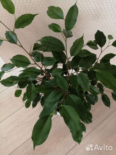 Фикус бенджамина Даниэль