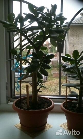 Толстянка, денежное дерево полезное как Аллой