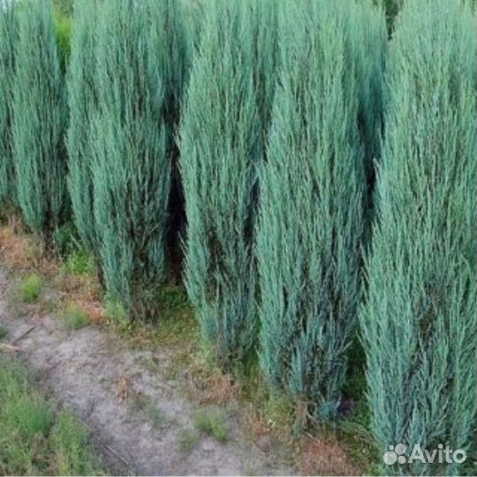 Можжевельник 