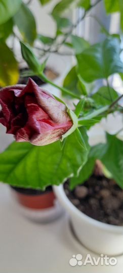 Гибискус китайская роза