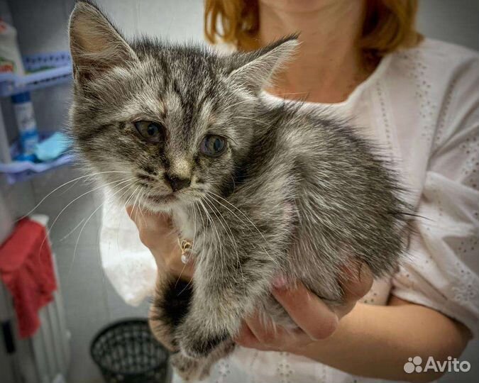 Котенок мальчик бесплатно