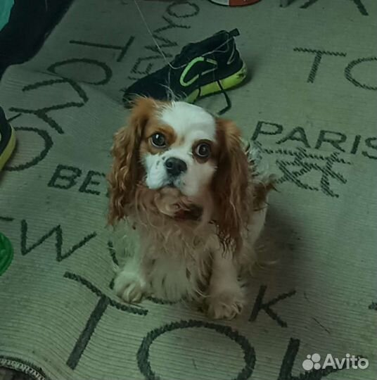 Кинг чарльз спаниель