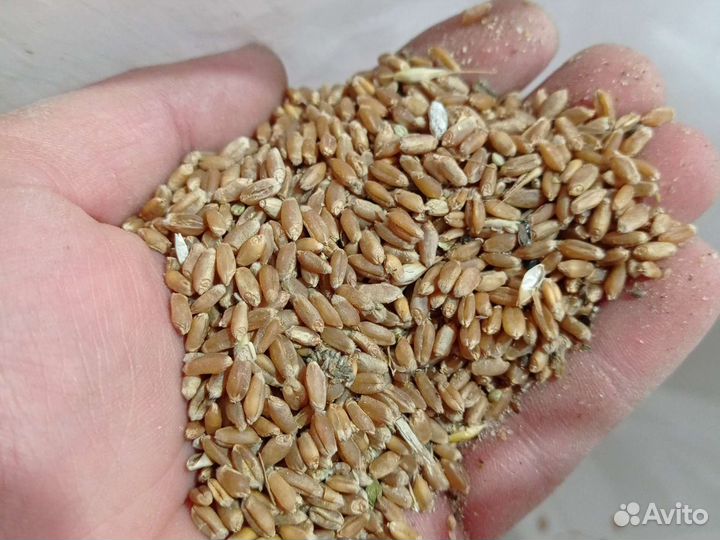 Зерно овёс пшеница ячмень кукуруза