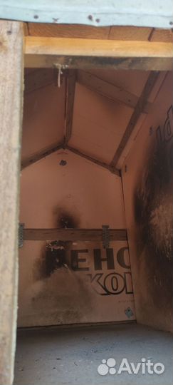 Собачья будеа