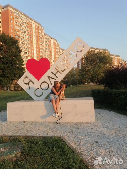 Выгул собак