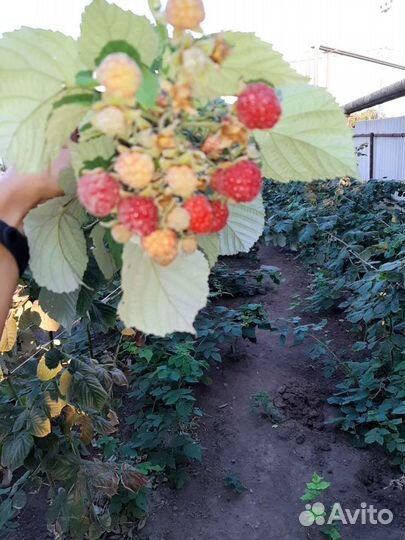 Малиновое варенье