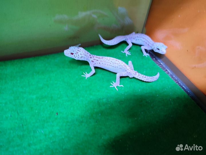 Ящерица эублефар