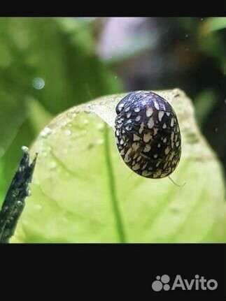 Теодоксус улитка