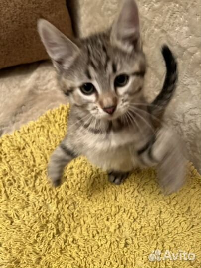 Пушистые друзья