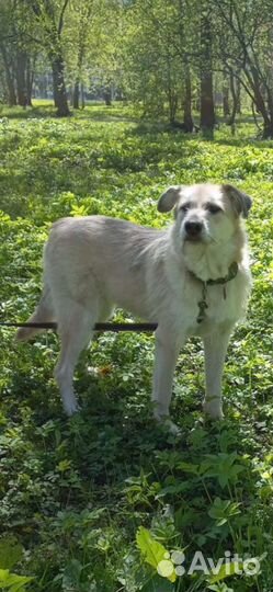 Белла спасена зимой из Якутска