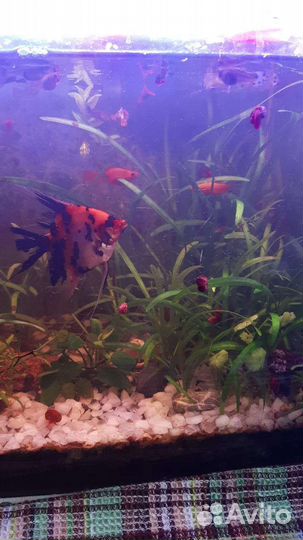 Аквариум