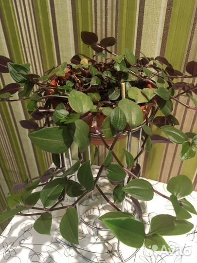 Традесканция, сансивьера