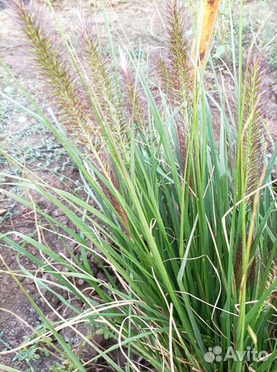 Пиннесетум