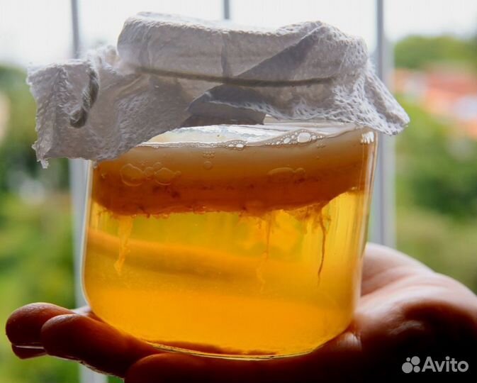 Чайный гриб (комбуча)