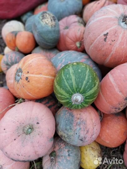 Тыква кормовая (много)