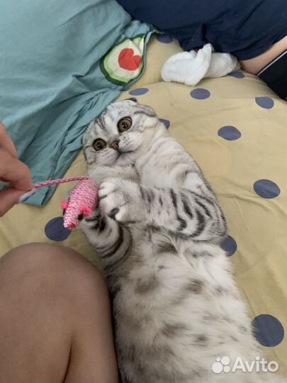 Шотландский кот вязка