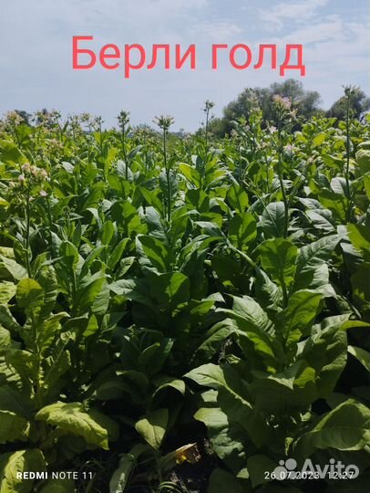 Семена табака