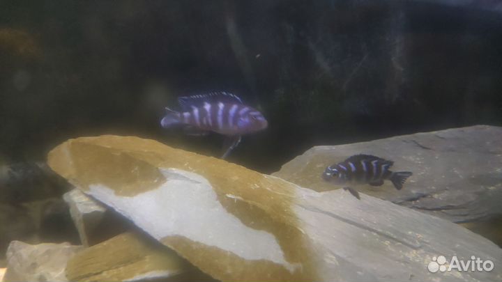Аквариумные рыбки