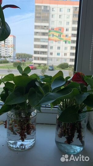 Комнатные цветы антуриум