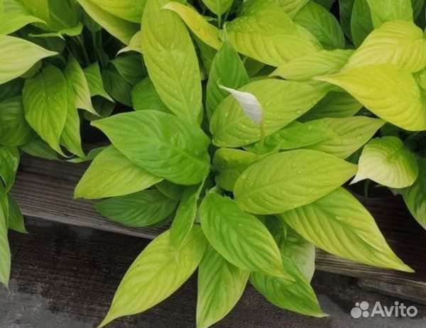 Спатифиллум лемон глоу