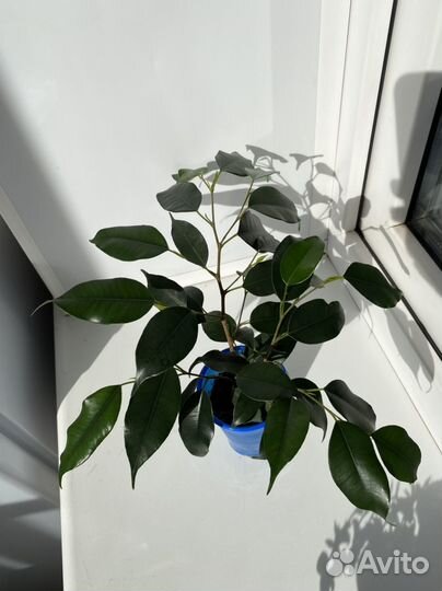 Фикус бенджамина