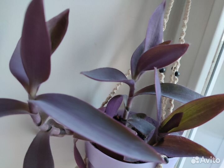 Традесканция фиолетовая