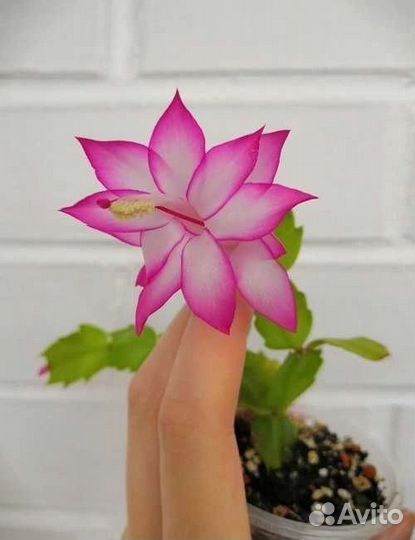 Шлюмбергера вариегатная Cristen Aurea