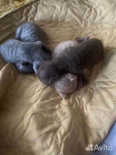 Корниш-рекс